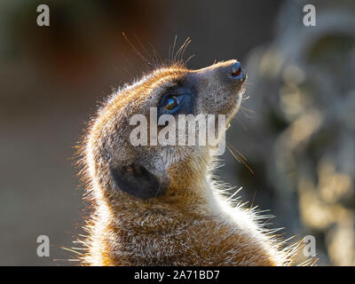 Erdmännchen oder erdmännchen Suricata suricatta Stockfoto