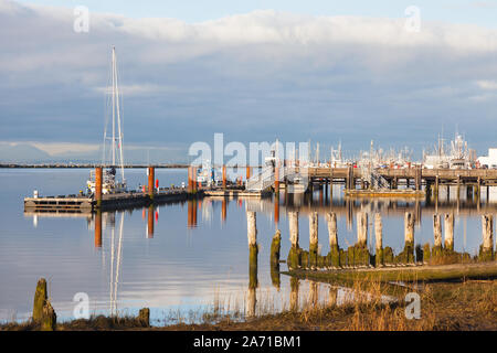 Strandläufer stehend auf einem Baumstamm mit einem friedlichen waterfront Szene von steveston British Columbia Kanada Stockfoto