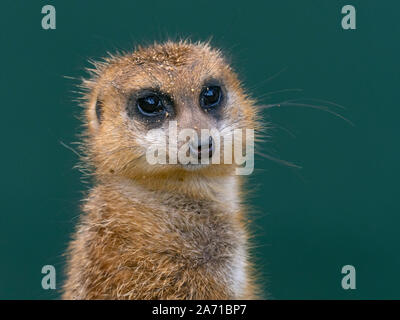 Erdmännchen oder erdmännchen Suricata suricatta Stockfoto