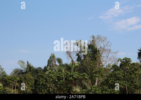 Neun Aras in die Baumkronen des Regenwaldes im Tambopata National Reserve in Puerto Maldonado, Peru sitzen Stockfoto