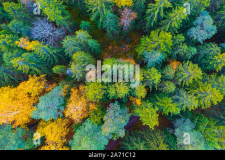 Wald im Herbst mit gelben Laubbäume Fichtendecke Luftaufnahme Stockfoto