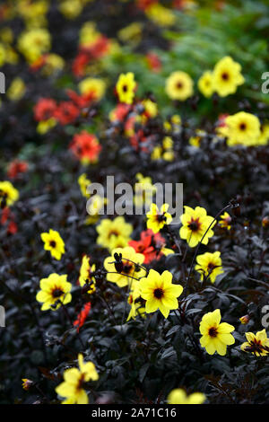 Dahlie mystischen Illusion, Gelb, Dahlie mystische Verzauberung, Rot, single, Bettwäsche Dahlien, Betten anzuzeigen, Blume, Blumen, Blüte, RM Floral Stockfoto