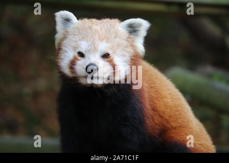 Buchse, Rot, Panda, Yasmin (Ailurus fulgens) Stockfoto