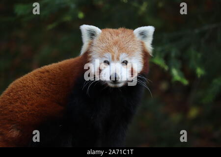 Männlich Roten Panda, Gawa (Ailurus fulgens) Stockfoto