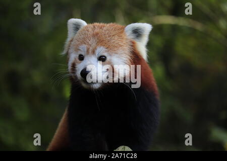 Männlich Roten Panda, Gawa (Ailurus fulgens) Stockfoto