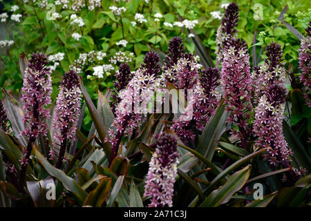 Eucomis comosa Schaumwein Burgund, Ananas Lily, Blütenstände, raceme, rot-violett, grünen Hüllblatt, Deckblätter, Blume, Blumen, Blüte, RM Floral Stockfoto