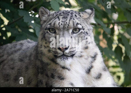 Weibliche Snow Leopard, Taiga portrait (Panthera uncia) Stockfoto