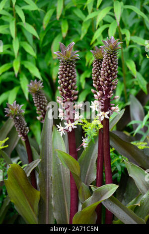 Eucomis comosa Schaumwein Burgund, Ananas Lily, Blütenstände, raceme, rot-violett, grünen Hüllblatt, Deckblätter, Blume, Blumen, Blüte, RM Floral Stockfoto