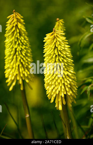 Kniphofia Bienen Zitrone, Fackel Lily, red hot Poker, Gelb, röhrenförmigen Blüten Spike, Blumen, Blüte, RM Floral Stockfoto