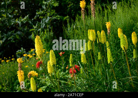 Kniphofia Bienen Zitrone, Fackel Lily, red hot Poker, Gelb, röhrenförmigen Blüten Spike, Blumen, Blüte, RM Floral Stockfoto