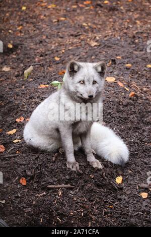Männliche Arctic Fox noch sitzen (Vulpes lagopus) Stockfoto