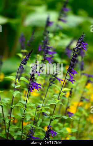 Salvia Amistad lila Salbei Salbei Blume Blumen Blüte zarte mehrjährige