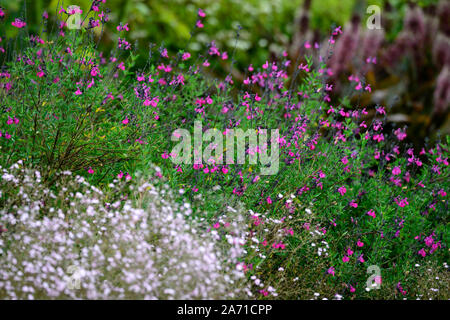 Salvia x vulgare Himbeere Royale, Lila Rot, Salbei, Weisen, Blume, Blumen, Blüten, zart, mehrjährig, Bett, Grenze, Display, Sommer, RM Floral Stockfoto