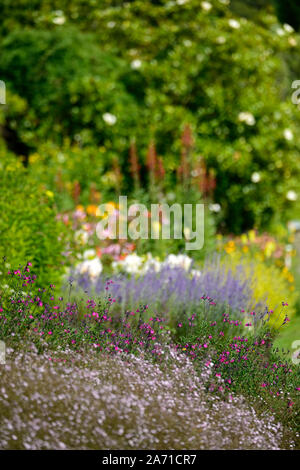 Salvia x vulgare Himbeere Royale, Lila Rot, Salbei, Weisen, Blume, Blumen, Blüten, zart, mehrjährig, Bett, Grenze, Display, Sommer, RM Floral Stockfoto