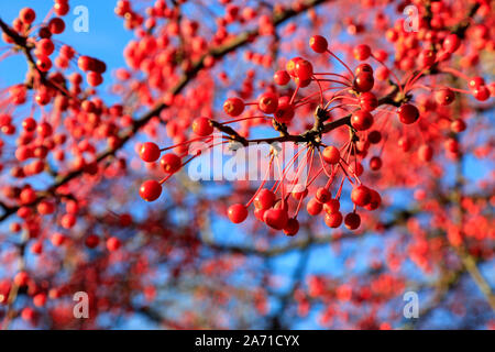 Red Hawthorn berries gegen den blauen Himmel an einem sonnigen Tag im Oktober. Geringe Tiefenschärfe. Stockfoto