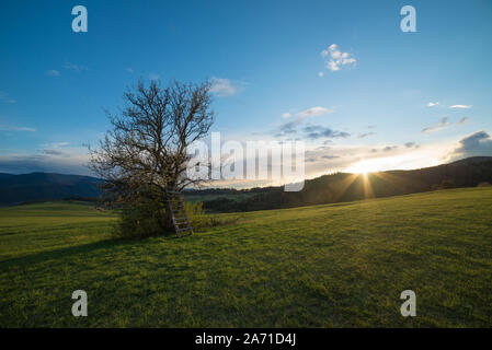 Einsamen Herbst wild pear Baum ohne Blätter Stockfoto