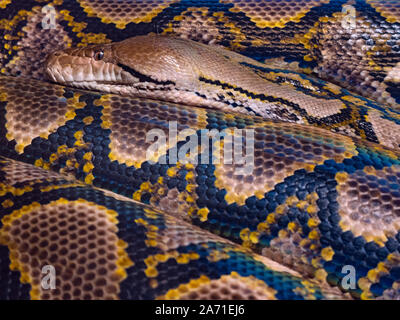 Netzpython Python reticulatus Nahaufnahme der Haut Muster Stockfoto