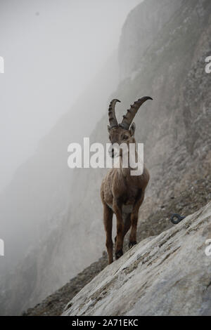 Männliche Steinbock im Nebel bei Rotsteinpass, Alpstein in der Schweiz Stockfoto