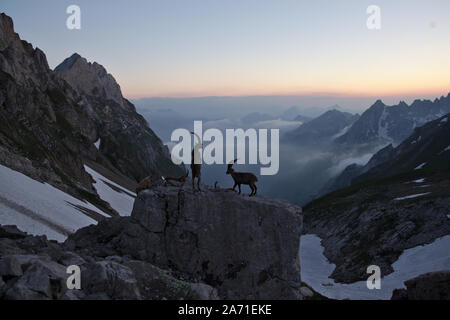 Männliche Steinbock bei Sonnenuntergang am Rotsteinpass, Alpstein in der Schweiz kämpfen Stockfoto