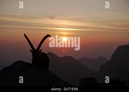 Männliche Steinbock bei Sonnenuntergang am Rotsteinpass, Alpstein in der Schweiz Stockfoto