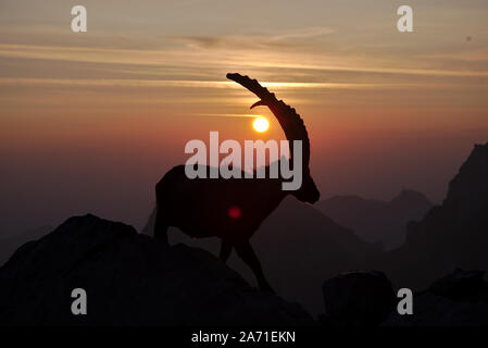 Männliche Steinbock bei Sonnenuntergang am Rotsteinpass, Alpstein in der Schweiz Stockfoto