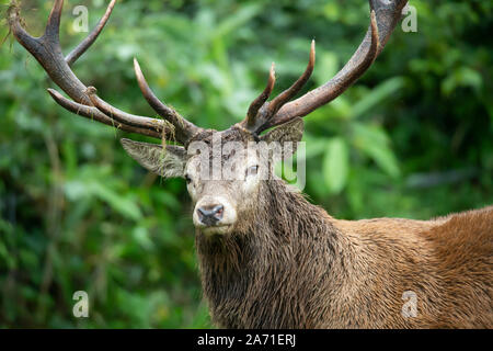 Rotwild-Hirsch Stockfoto