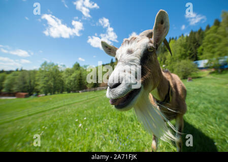 Lustige Ziege vor der Kamera posieren Stockfoto