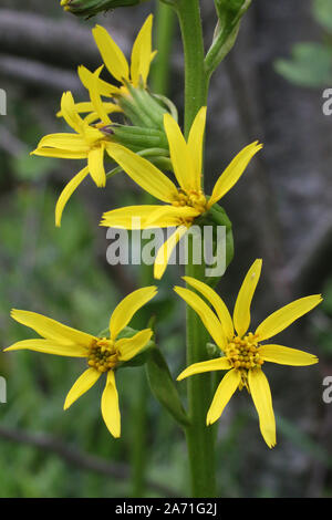 Ligularia Pumila - wilde Blume Stockfoto