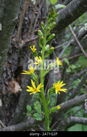 Ligularia Pumila - wilde Blume Stockfoto