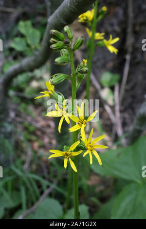 Ligularia Pumila - wilde Blume Stockfoto