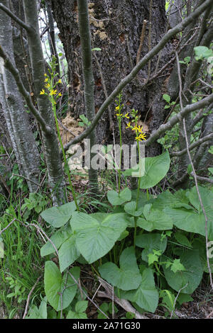 Ligularia Pumila - wilde Blume Stockfoto