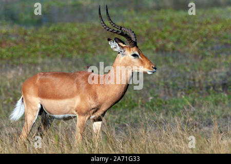 Männlich roten Letschwe Antilope (Kobus leche) in das Okavango Delta im Norden von Botswana, Afrika. Stockfoto