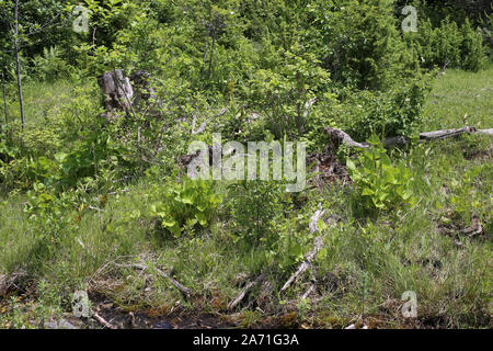 Ligularia Pumila - wilde Blume Stockfoto