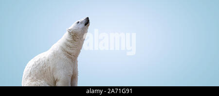Weißen Eisbären über grauer Hintergrund, Panoramablick Mock-up-Bild Stockfoto