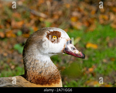 Porträt eines erwachsenen Nilgans Alopochen aegyptiacus Stockfoto