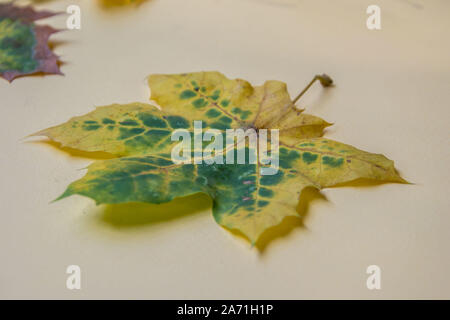 Buntes Herbstlaub auf Hellgelben Hintergrund, Konzept, schöne Blatt Stockfoto