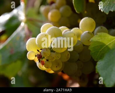 Bündel von Chardonnay Trauben am Weinstock Gegenlicht der Sonne morgens in Australien Stockfoto