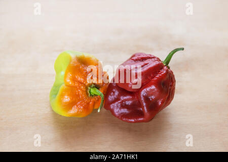 Red Hot Chili Scotch Bonnet Karibik Antillais auf hölzernen Hintergrund bunte Stockfoto