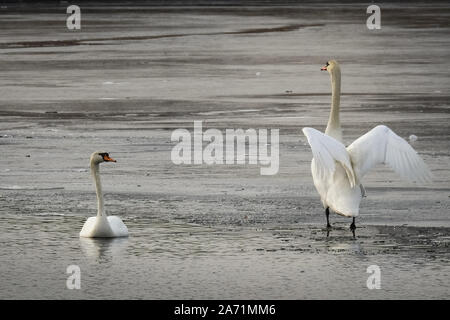 Zwei Schwäne (Cygnus olor) in einem teilweise zugefrorenen See. Männliche schwan Schwan versucht das Weibchen zu beeindrucken. Stockfoto