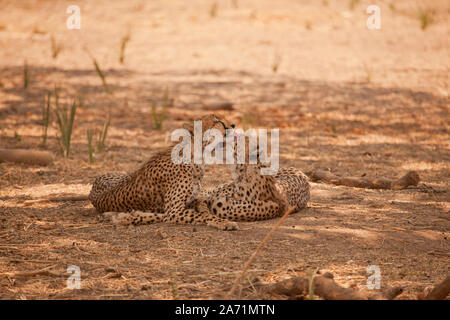 Ein paar junge geparden nuzzling und lecken sich gegenseitig im Schatten während der heißen Nachmittagssonne, Ruaha Nationalpark, Tansania Stockfoto