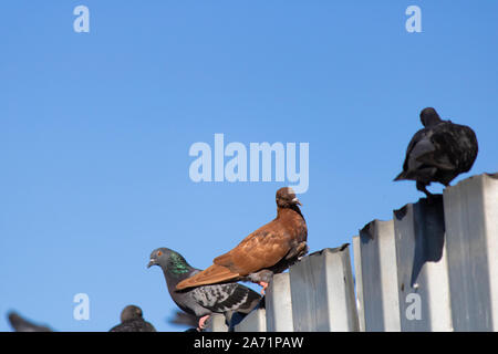 Braun Taube und schwarze Tauben um Sie herum. Sie sind auf Blech. Stockfoto