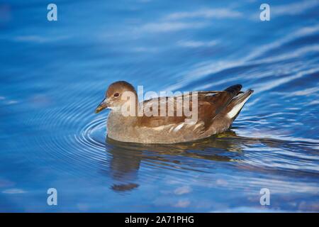 Gemeinsame sumpfhuhn (Gallinula chloropus), Weibliche in Wasser, Bayern, Deutschland Stockfoto