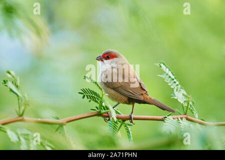 Common waxbill (Estrilda astrild) sitzt auf einem Ast, hawaiianischen Insel Oahu, Hawaii, Aloha State, USA Stockfoto