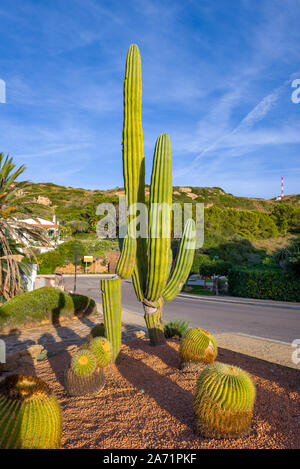 Tropischen hoch Kaktus wächst auf der Straße. Menorca, Balearen, Spanien Stockfoto