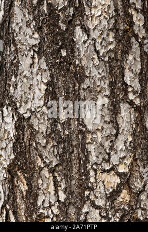 Pinus nigra, schwarze Kiefer, Baumrinde Stockfoto