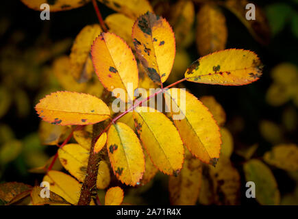 Gelbe Blätter im Herbst auf dunklem Hintergrund Stockfoto