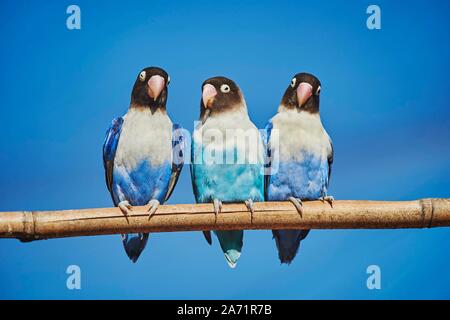 Drei Gelb-collared lovebirds (Agapornis personatus) in blauer Farbe, Captive, Hawaii, Aloha State, USA Stockfoto