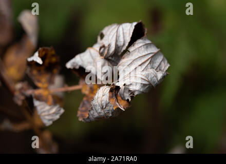 Getrocknete verwelkte Blätter im Spätherbst Stockfoto