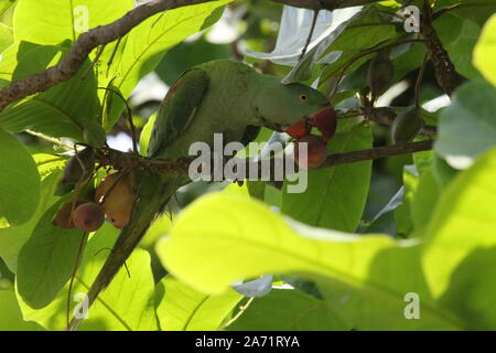 Eine grüne Papagei bitting Eine rohe Mandel mit seiner reinen Rot, stark, langer Schnabel. Stockfoto