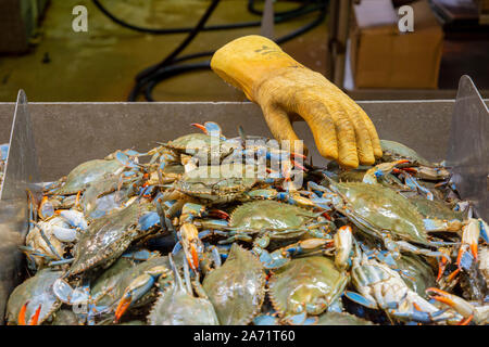 Blauen Krabben zum Verkauf der DC-Fischmarkt auf Maine Ave SW, Washington, DC. Stockfoto